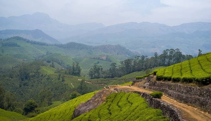 Munnar - Tea Gardens